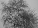 The tree
